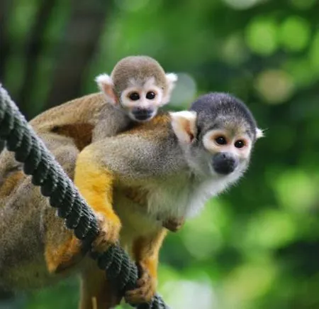 Le De Aimée * Civaux